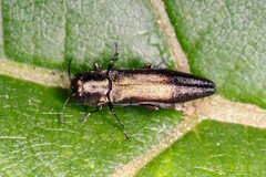 Agrilus derasofasciatus