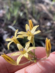 Triteleia ixioides anilina