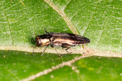 Agrilus derasofasciatus