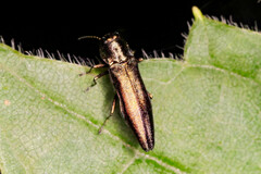 Agrilus derasofasciatus