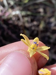 Triteleia ixioides anilina
