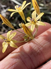 Triteleia ixioides anilina