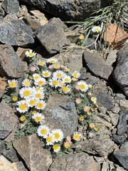 Erigeron vagus
