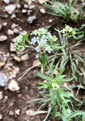 Lepidium montanum