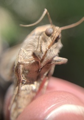 Noctuinae