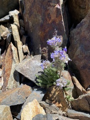 Polemonium chartaceum
