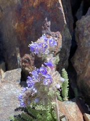 Polemonium chartaceum