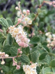 Holodiscus discolor microphyllus