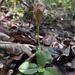 Pterostylis repanda - Photo (c) Miranda, some rights reserved (CC BY-NC), uploaded by Miranda