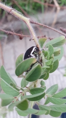 Amithao marginicollis