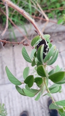 Amithao marginicollis