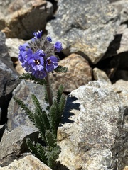 Polemonium chartaceum