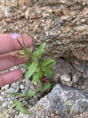 Epilobium clavatum