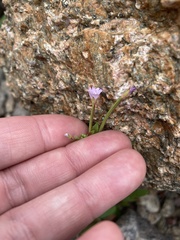Epilobium clavatum