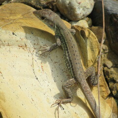 Ameiva bifrontata