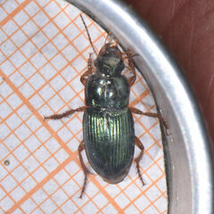 Harpalus