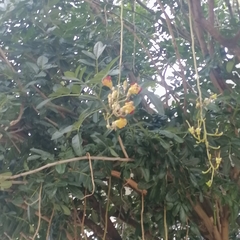 Kigelia