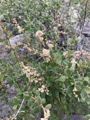 Holodiscus discolor microphyllus
