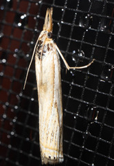 Crambus saltuellus