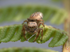 Parnaenus