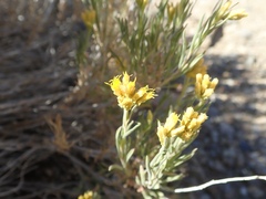 Chrysothamnus viscidiflorus puberulus