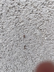 Dorymyrmex bicolor