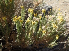 Chrysothamnus viscidiflorus puberulus
