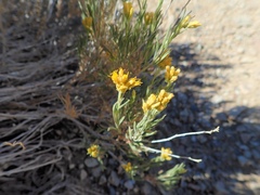 Chrysothamnus viscidiflorus puberulus
