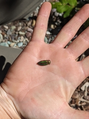 Buprestis aurulenta