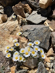 Erigeron vagus