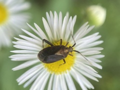Taedia