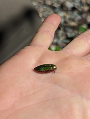 Buprestis aurulenta