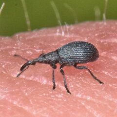 Ischnopterapion virens