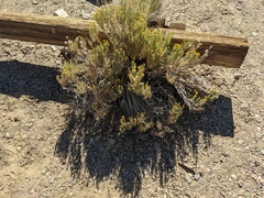 Chrysothamnus viscidiflorus puberulus