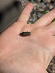 Buprestis aurulenta