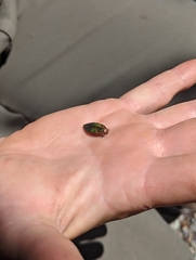 Buprestis aurulenta