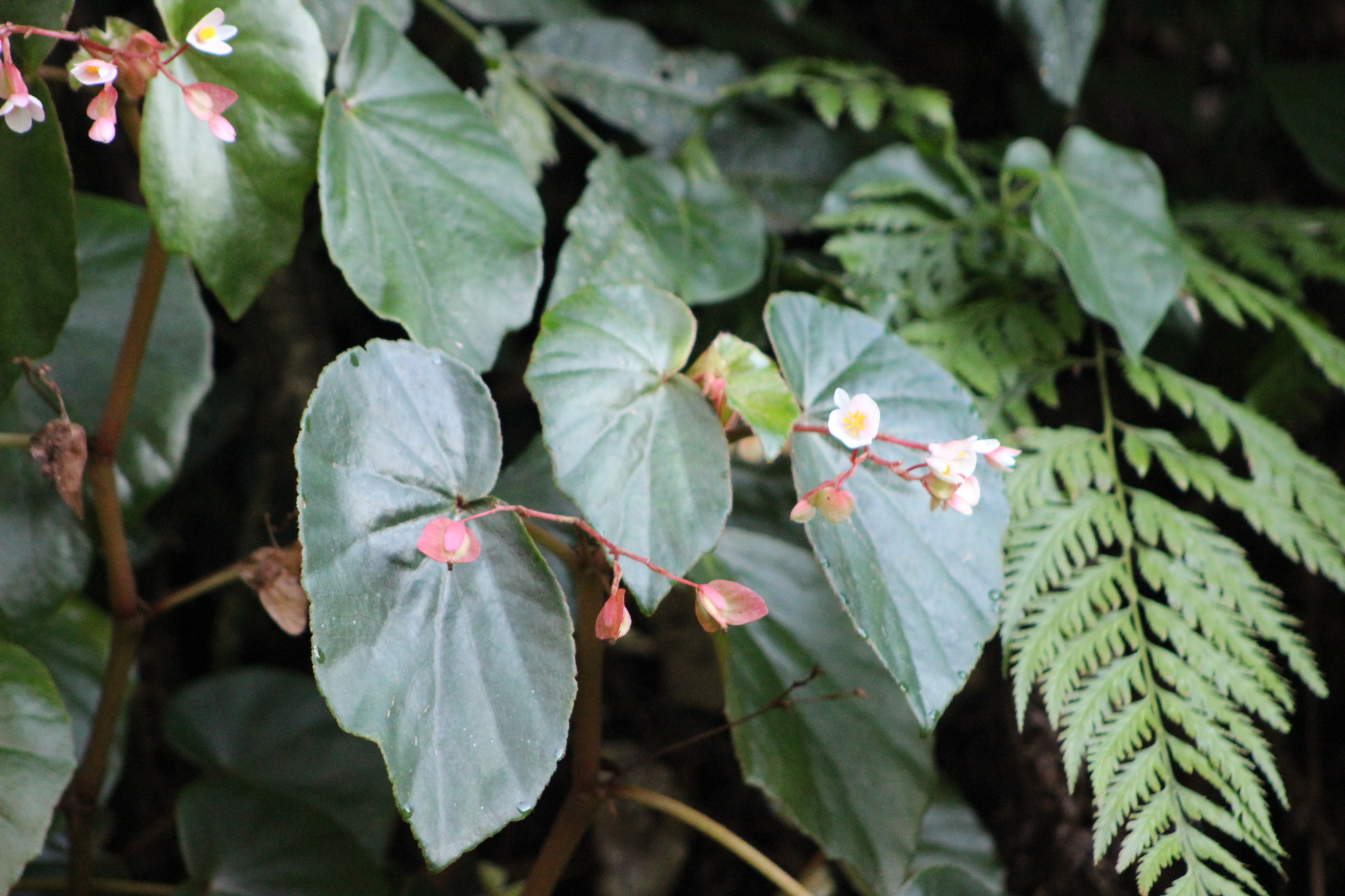 Begonia subvillosa