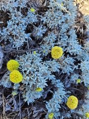 Eriogonum codium