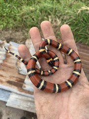 Lampropeltis annulata