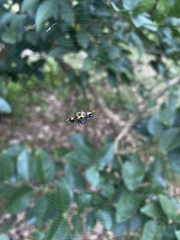 Gasteracantha westringi