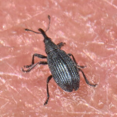 Ischnopterapion virens