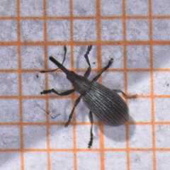 Ischnopterapion virens