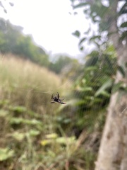 Gasteracantha westringi