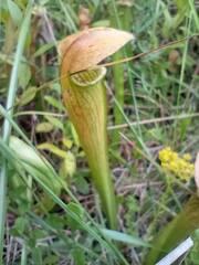 Sarraceniaceae