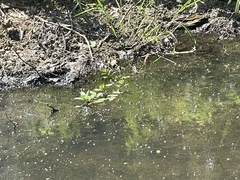 Ludwigia peploides glabrescens