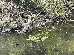 Ludwigia peploides glabrescens