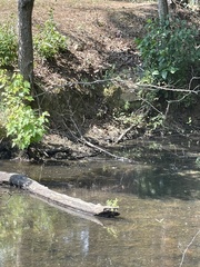 Ludwigia peploides glabrescens