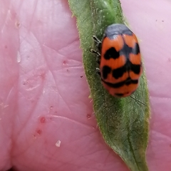 Cryptocephalus trifasciatus