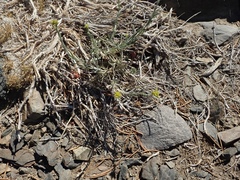Chrysothamnus viscidiflorus puberulus