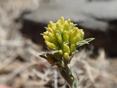 Chrysothamnus viscidiflorus puberulus